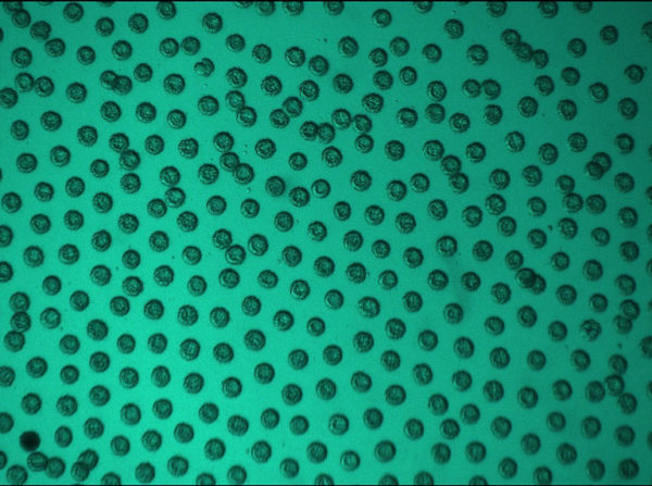 01-Biomed-cells-DRV_25052019_032344_R-768x572-1-1-600x447