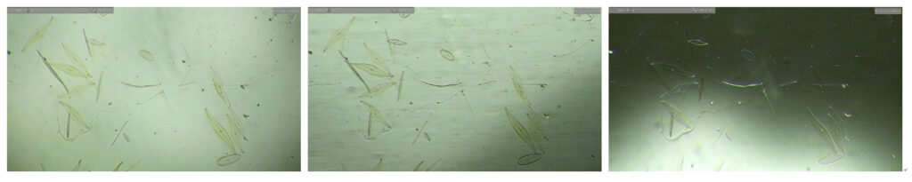 monocot-dicot-stems-3in1